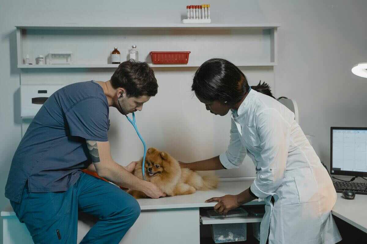 veterinario