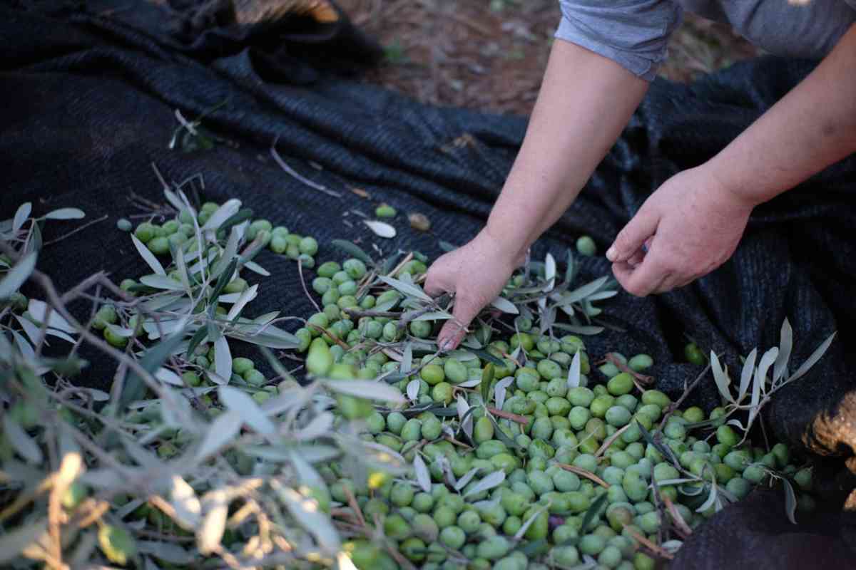 Raccolta olive